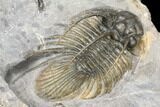 Spiny Kolihapeltis Trilobite - Top Quality Specimen #125222-5